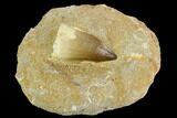 Mosasaur (Prognathodon) Tooth In Rock - Morocco #127677-1